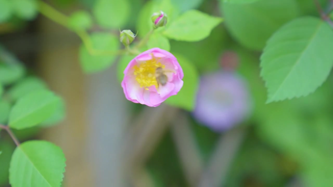 江南苏州的春天蔷薇在随风摇摆，蜜蜂在飞舞和忙碌的采蜜视频素材