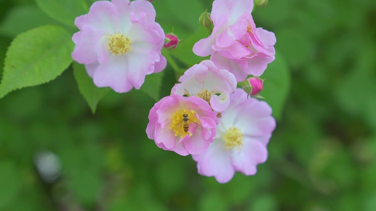 江南苏州的春天蔷薇在随风摇摆，蜜蜂在飞舞和忙碌的采蜜视频素材