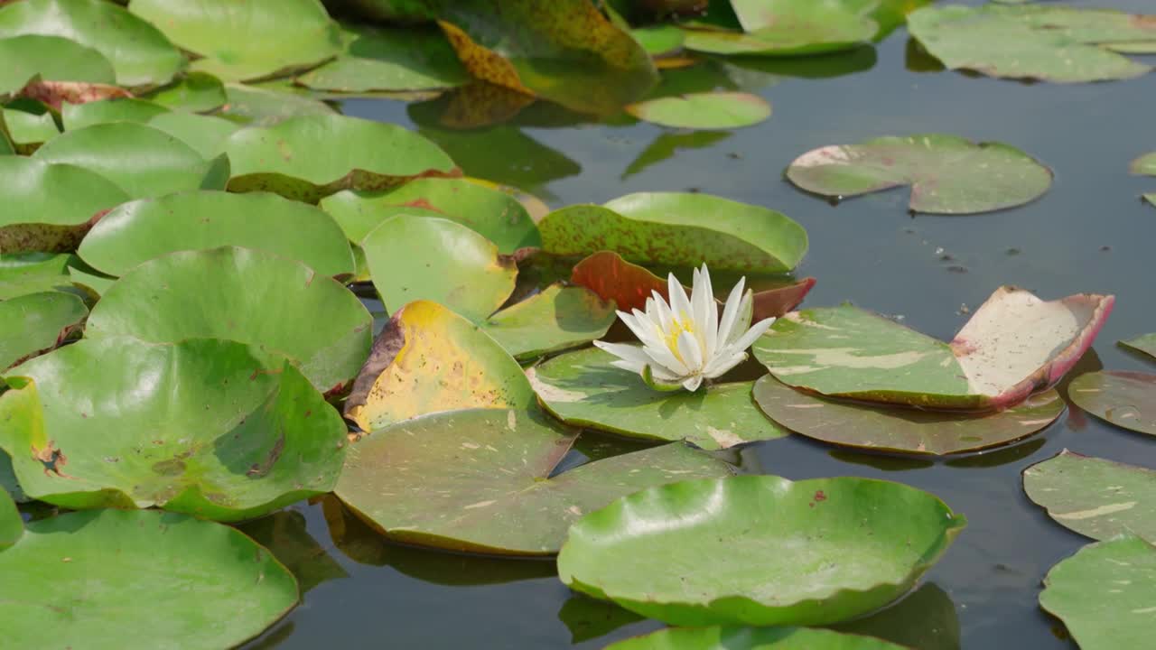 北京莲花池视频素材