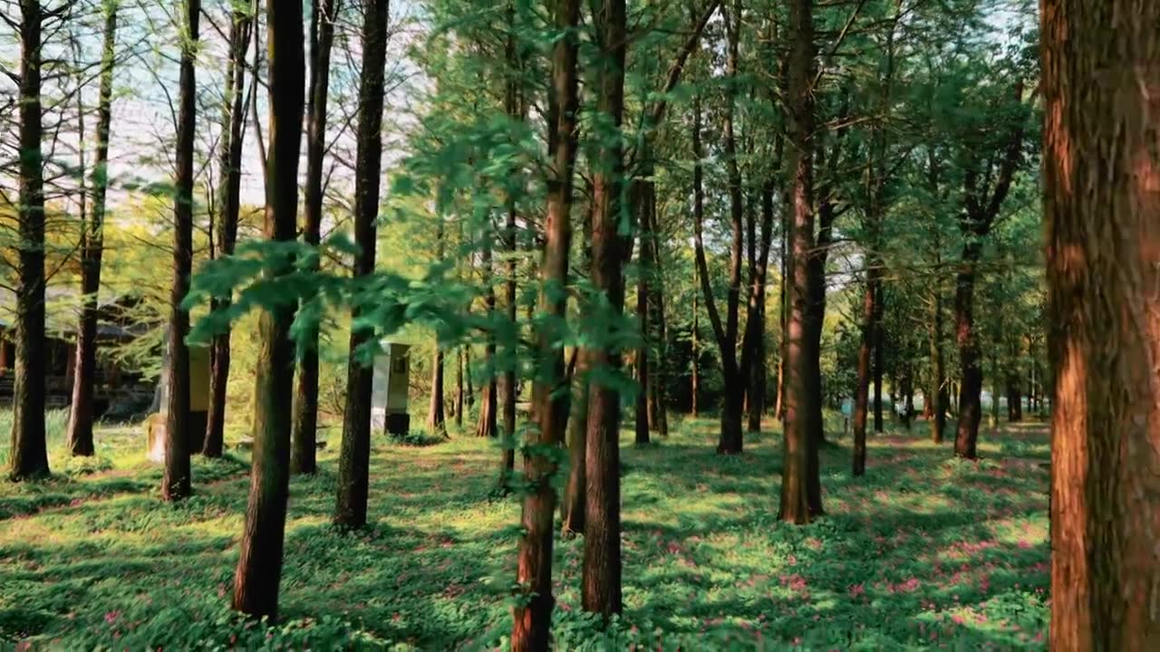 晴天的户外森林树林花草风景合集视频素材