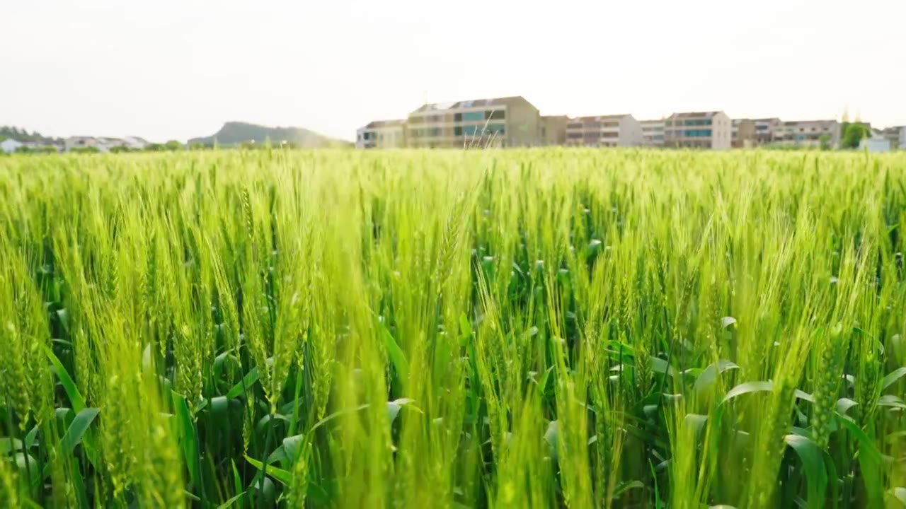 阳光下的麦田，逆光中的麦穗，阳光中的麦穗视频素材