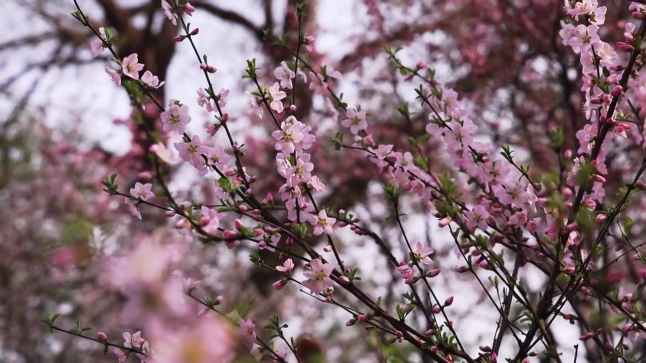 梅花丛视频下载