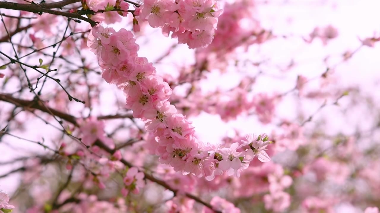 春天里的小蜜蜂采蜜视频素材