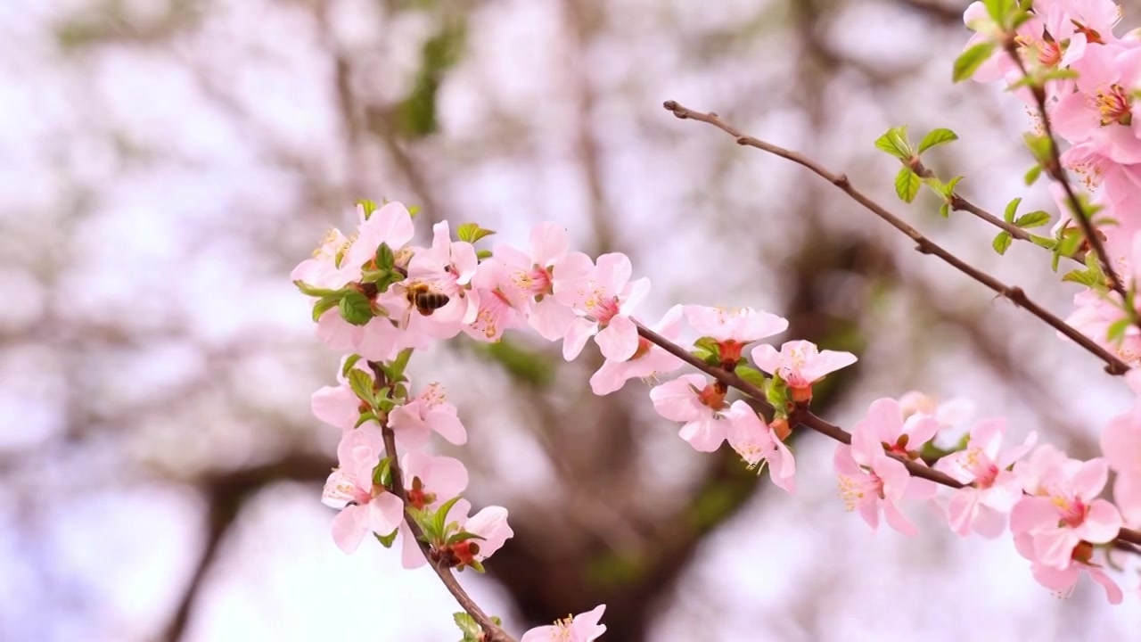 花丛的里小蜜蜂视频素材