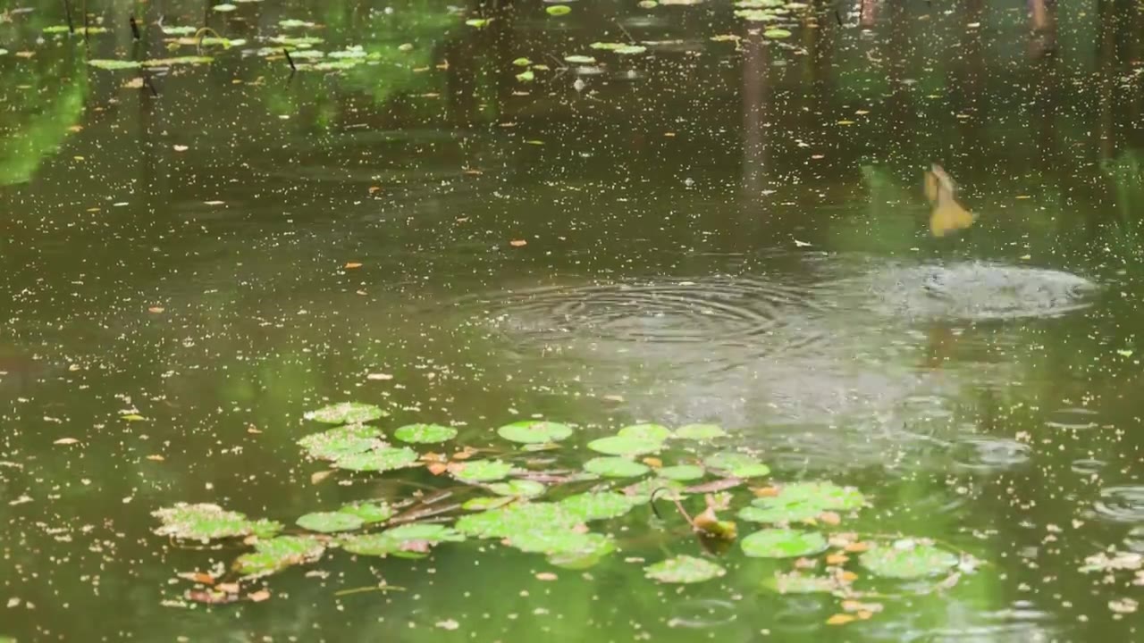 下雨小鸟飞落在园林中的池塘视频素材