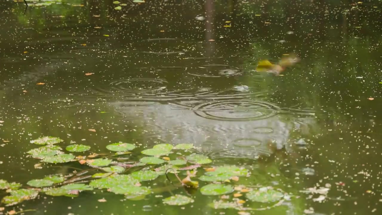 下雨小鸟飞落在园林中的池塘视频素材