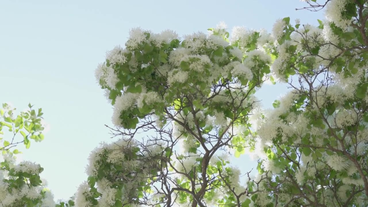 初夏盛开的白色流苏花映衬着蓝色天空视频素材