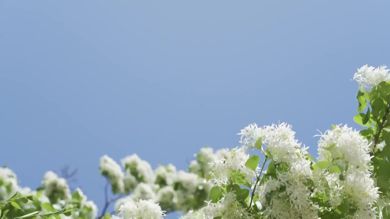 初夏盛开的白色流苏花映衬着蓝色天空视频素材