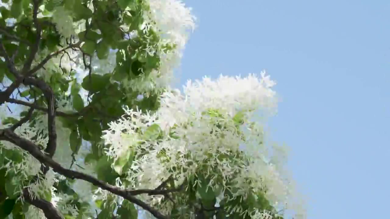 初夏盛开的白色流苏花映衬着蓝色天空视频素材