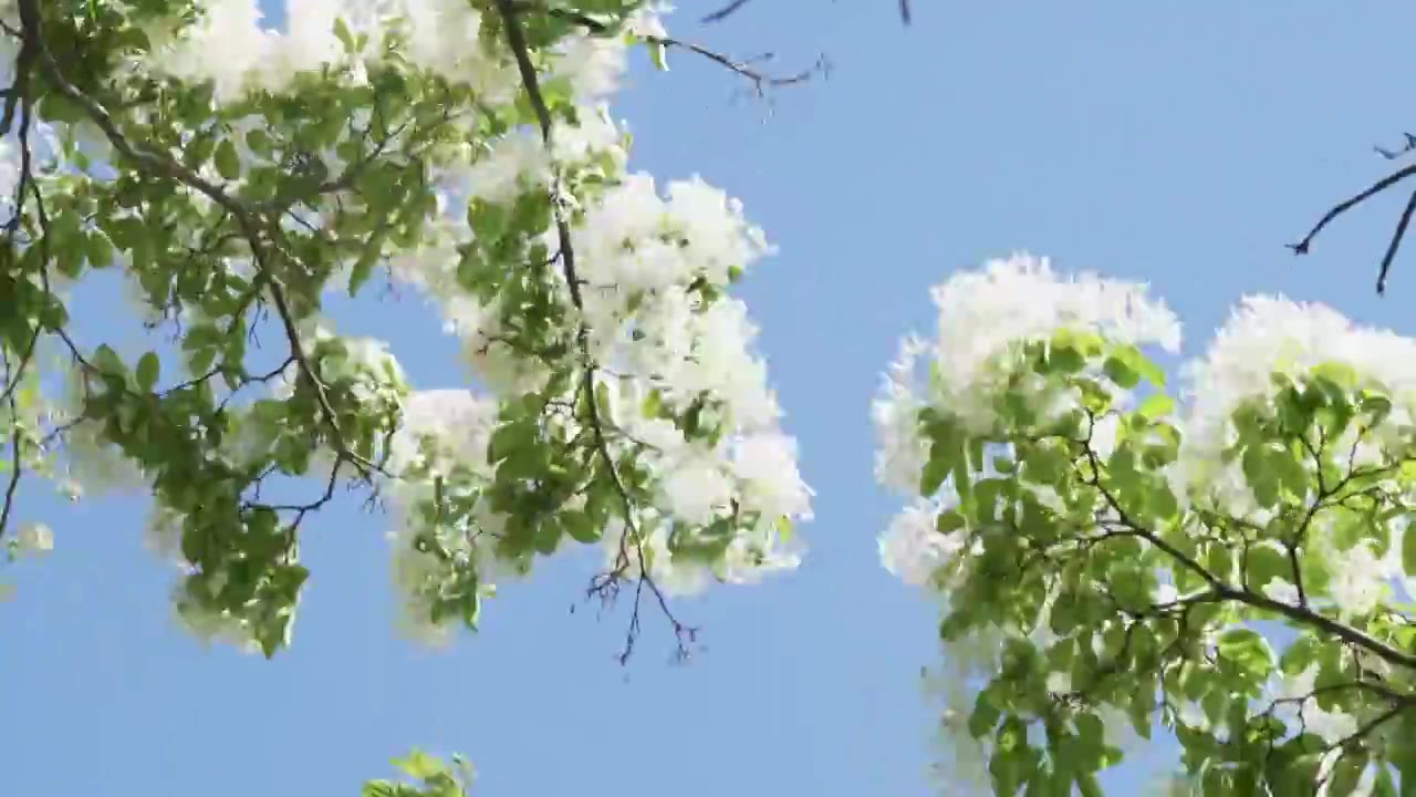 初夏盛开的白色流苏花映衬着蓝色天空视频素材