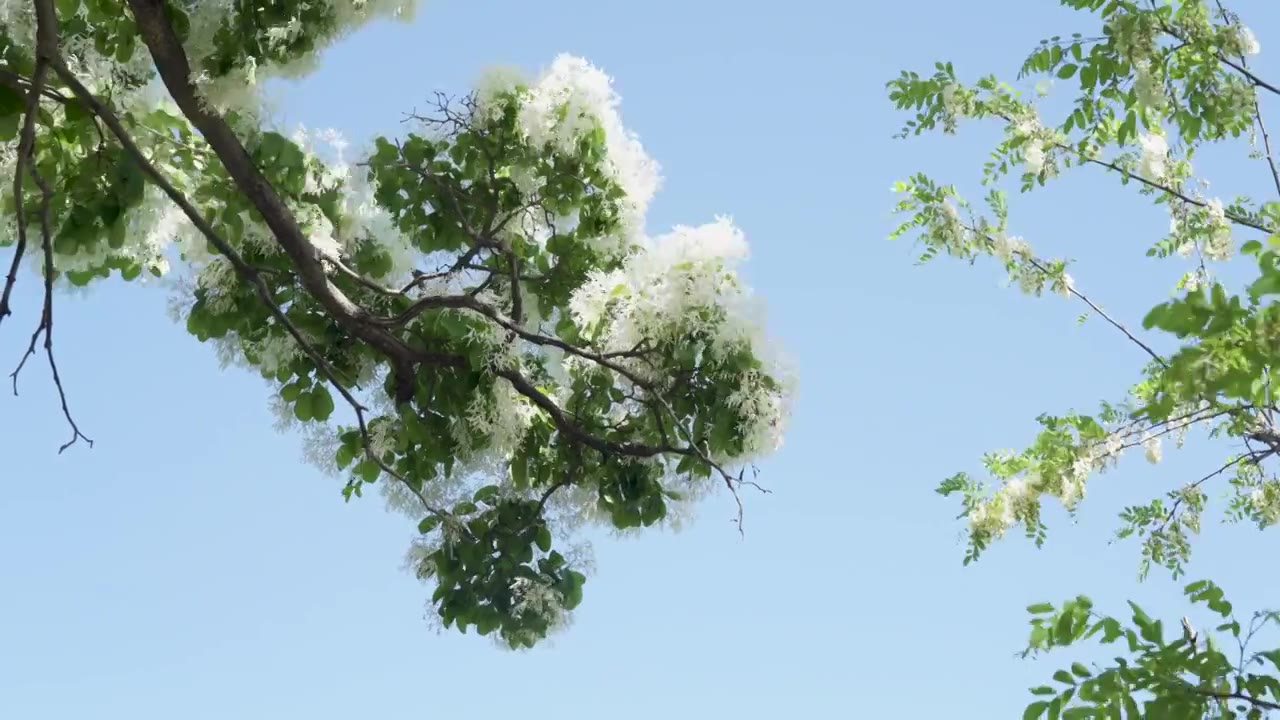 初夏盛开的白色流苏花映衬着蓝色天空视频素材