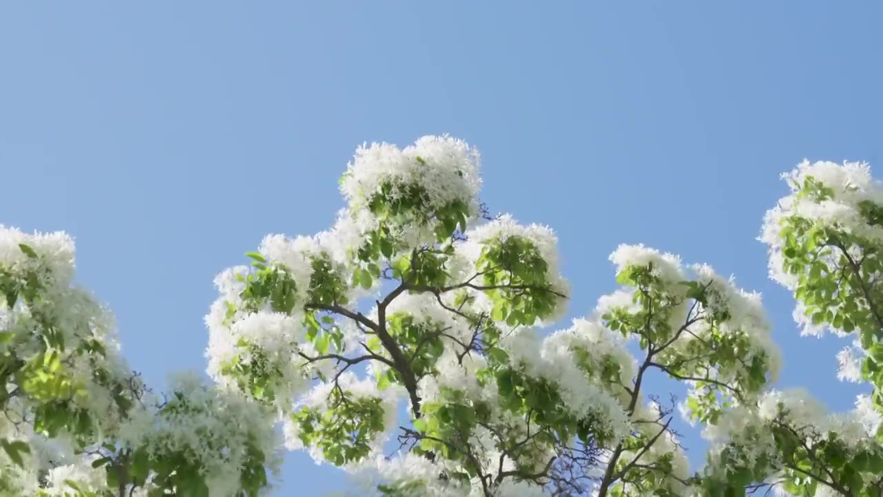 初夏盛开的白色流苏花映衬着蓝色天空视频素材