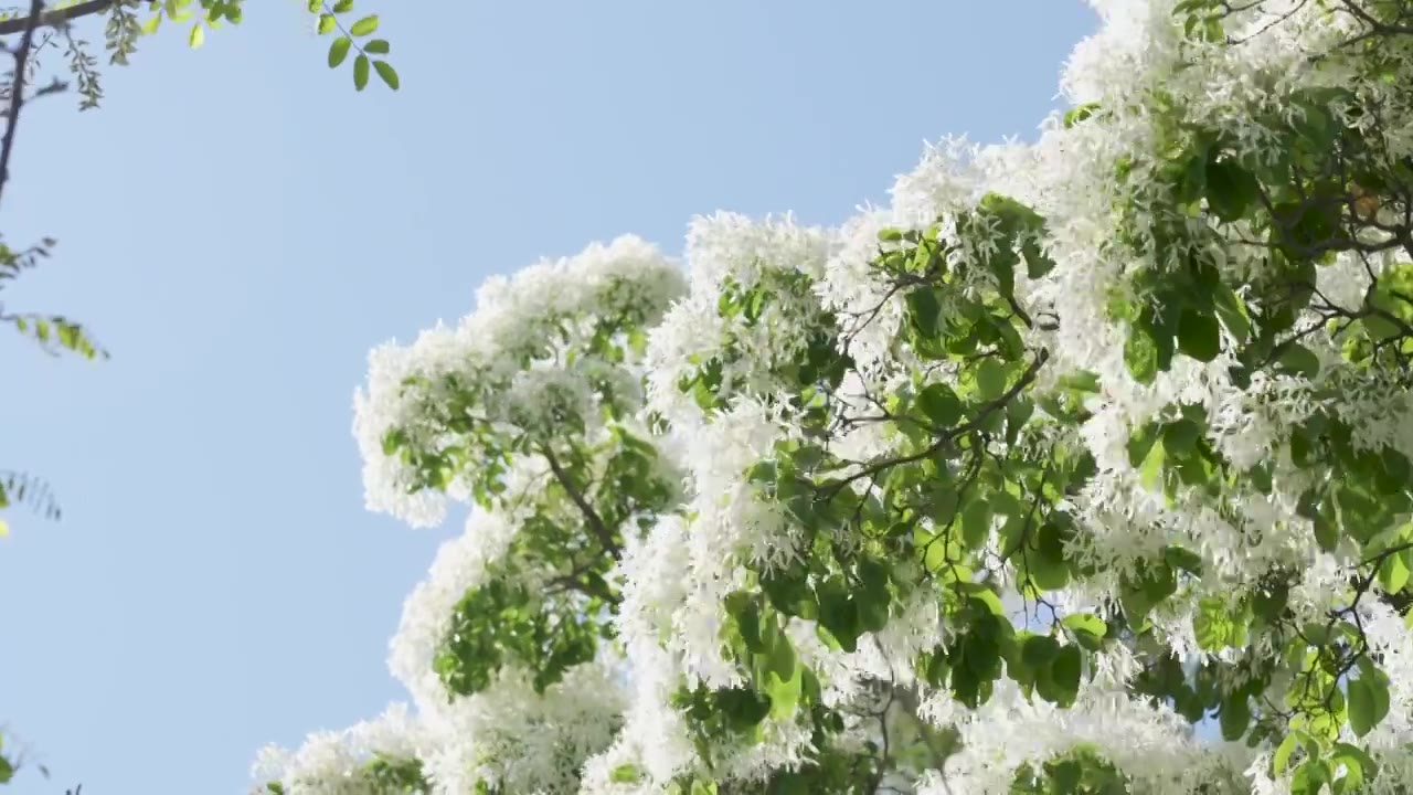 初夏盛开的白色流苏花映衬着蓝色天空视频素材