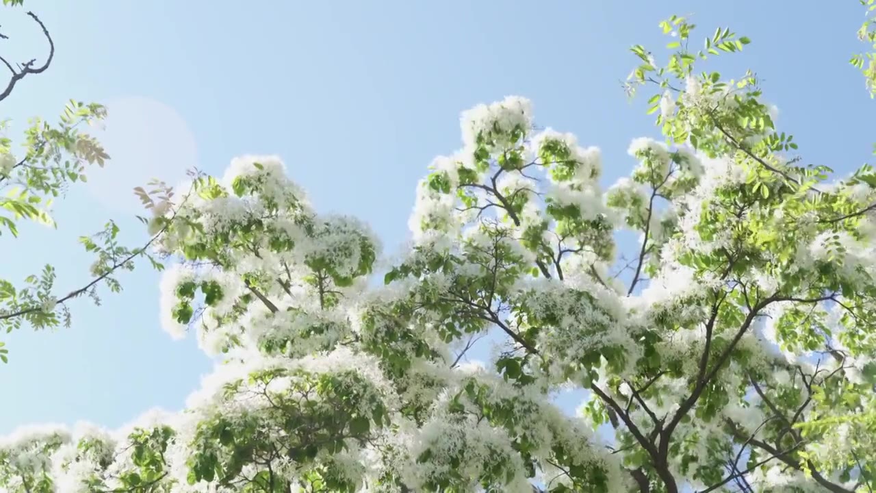 初夏盛开的白色流苏花映衬着蓝色天空视频素材