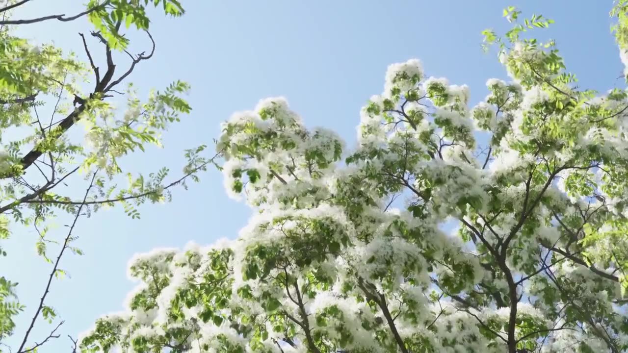 初夏盛开的白色流苏花映衬着蓝色天空视频素材