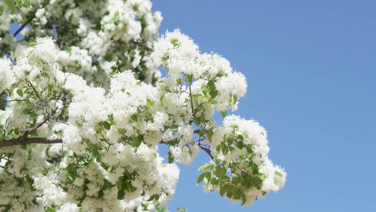 初夏盛开的白色流苏花映衬着蓝色天空视频素材