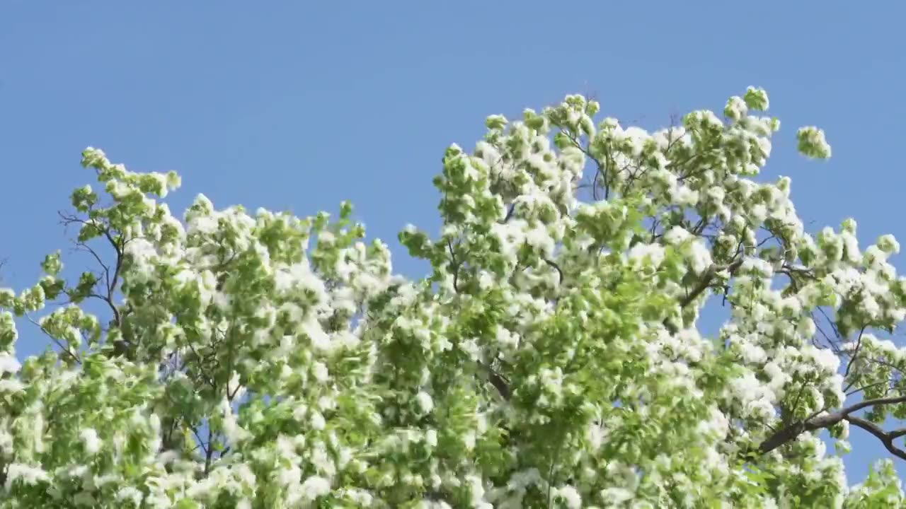 初夏盛开的白色流苏花映衬着蓝色天空视频素材