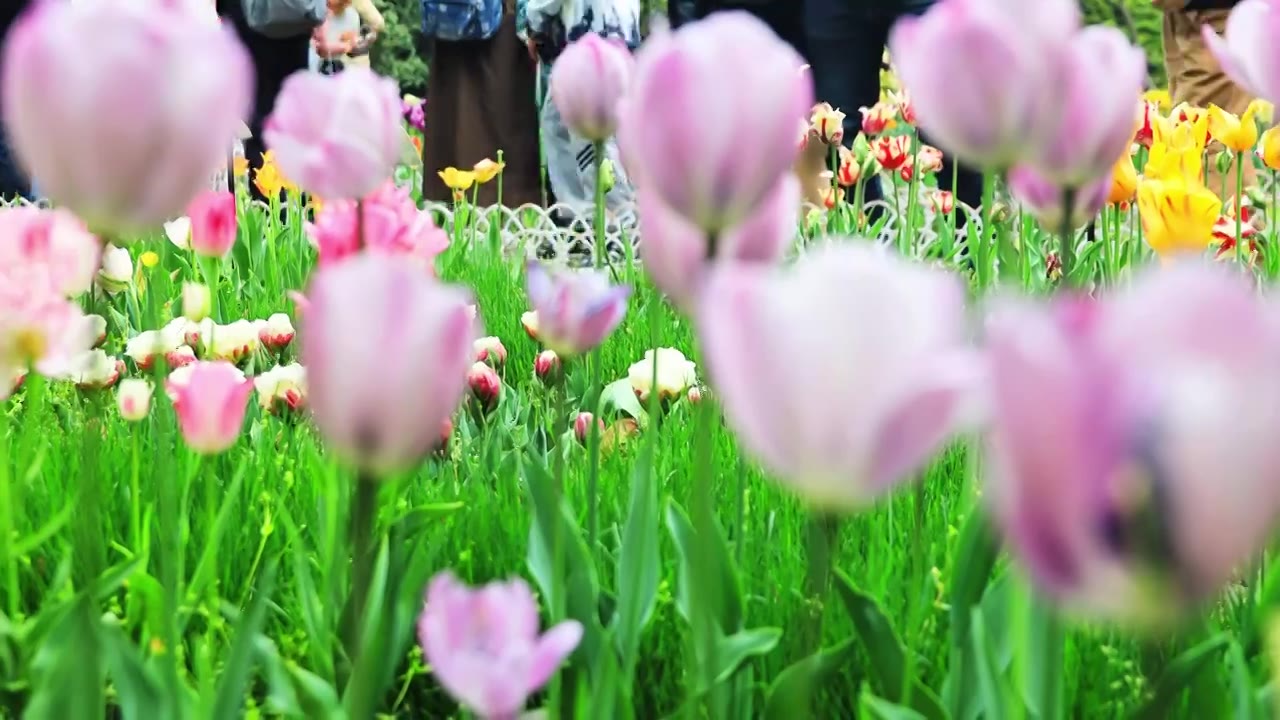 郁金香花海 | 杭州太子湾公园视频下载