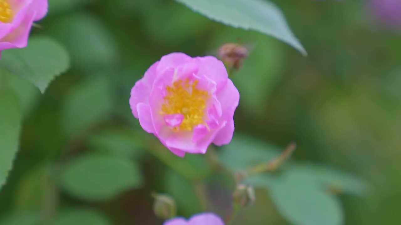 苏州春末夏初时节的自然风景视频素材