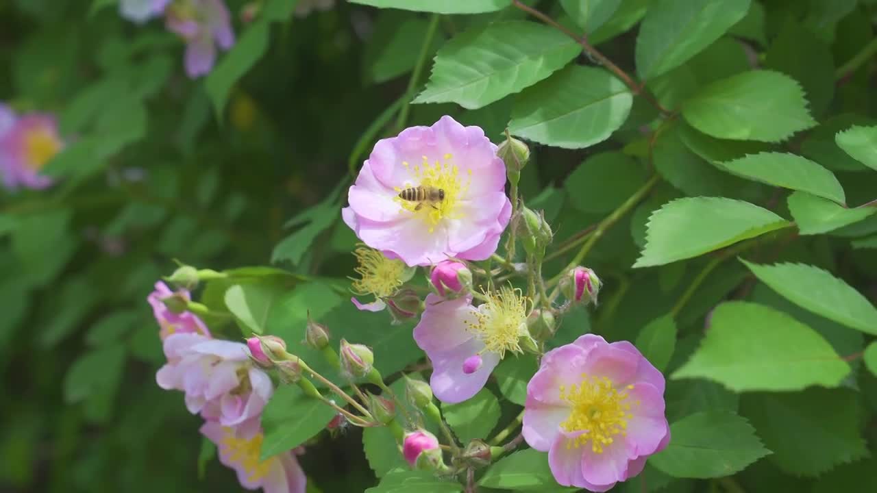 苏州春末夏初时节的自然风景视频素材