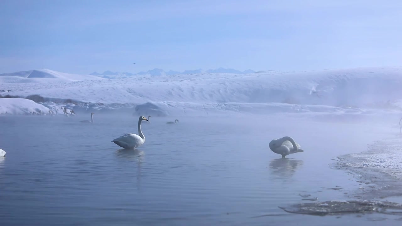 雪山下有雾气的天鹅湖视频素材