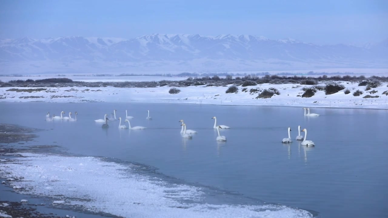 雪山下的天鹅视频素材