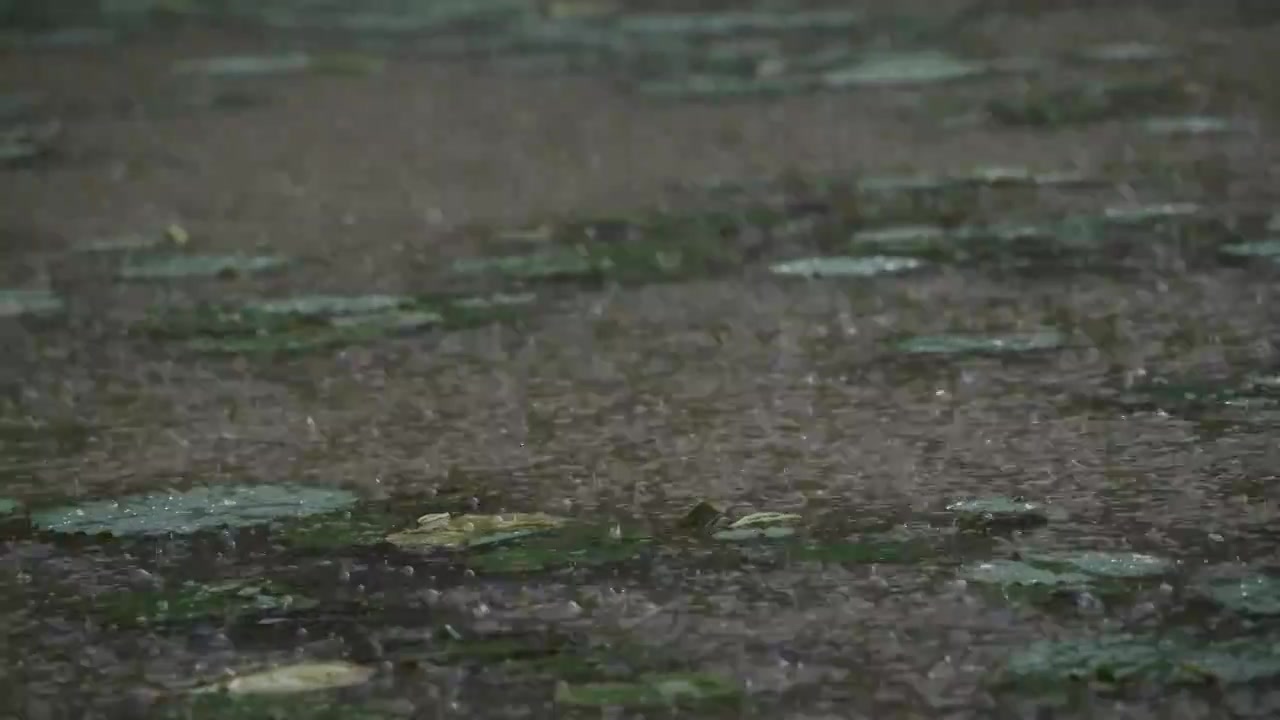 夏天暴雨中的荷塘视频素材