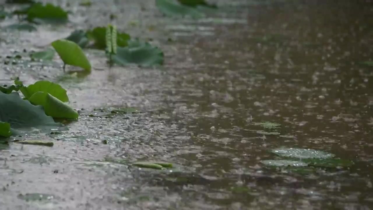 夏天暴雨中的荷塘视频素材