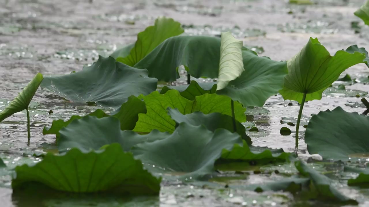 夏天暴雨中的荷塘视频素材