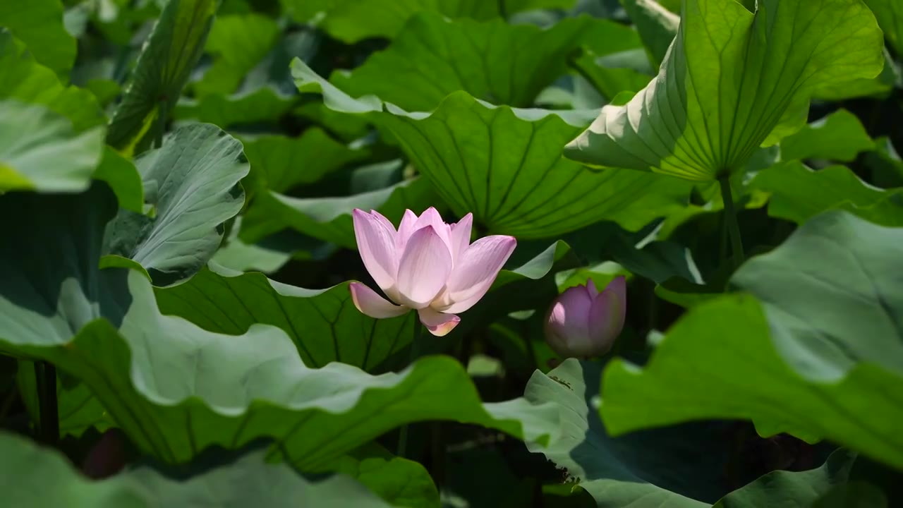 （合集）南京玄武湖公园的夏日荷花荷叶视频素材