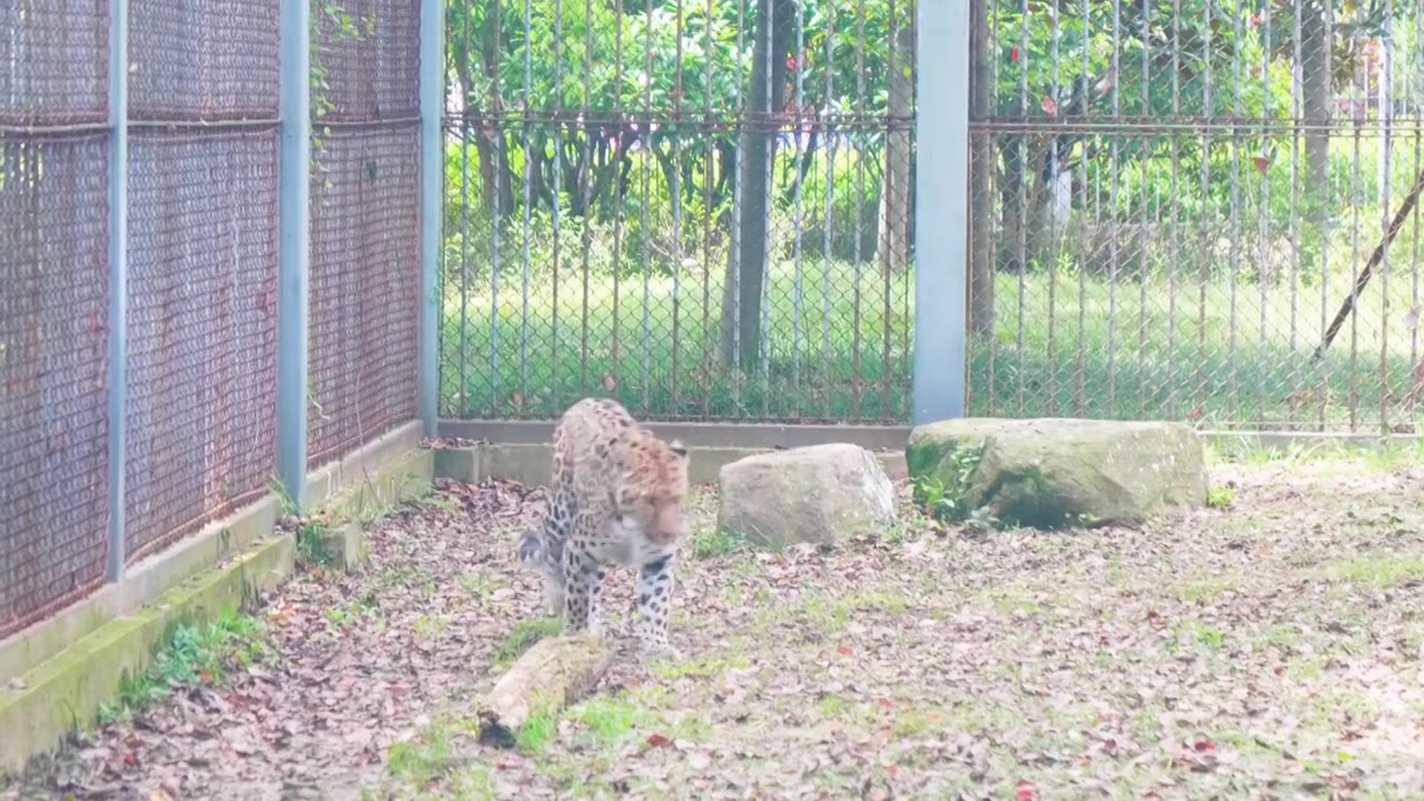 动物园猛兽花豹金钱豹视频素材