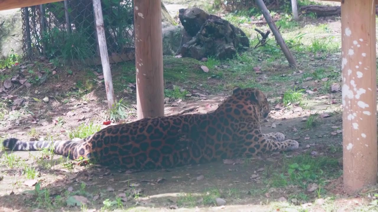 动物园猛兽花豹金钱豹视频素材