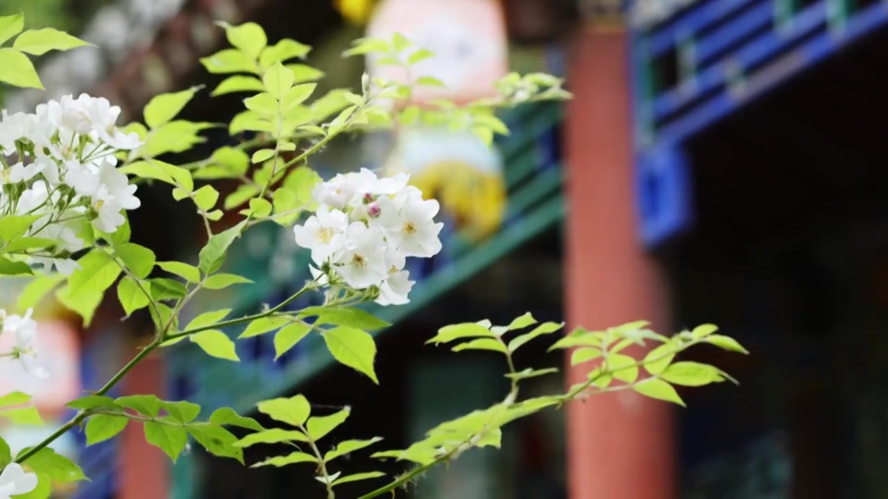 春天温暖阳光下的鲜花盛开唯美惊艳视频素材