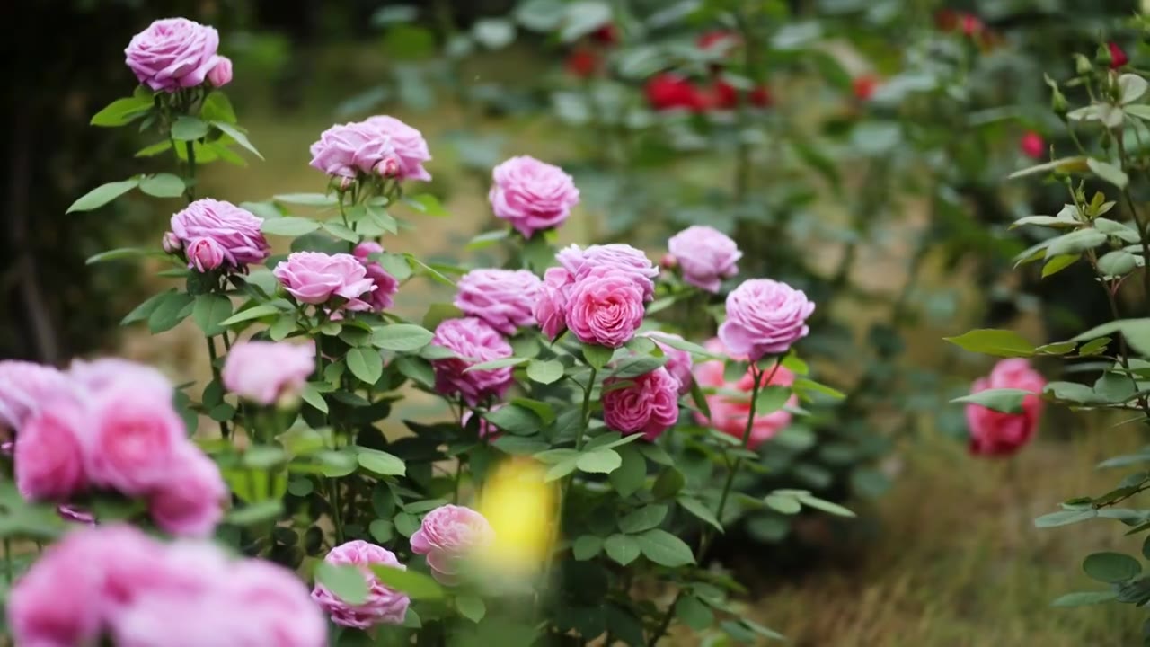 春天温暖阳光下的鲜花盛开唯美惊艳视频素材