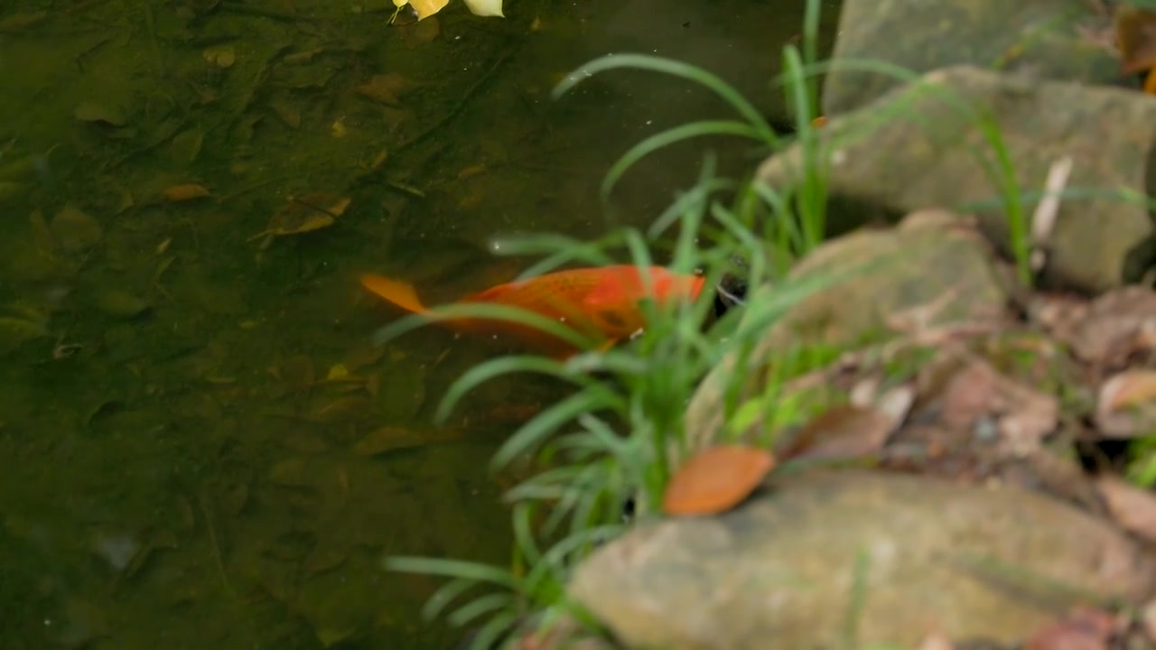 园林池塘中游动的红鲤鱼视频素材