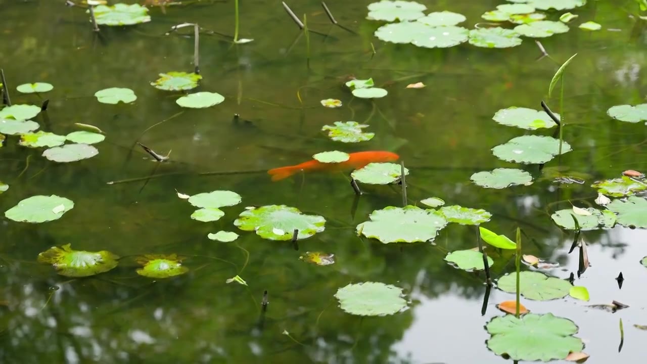 园林池塘中游动的红鲤鱼视频素材