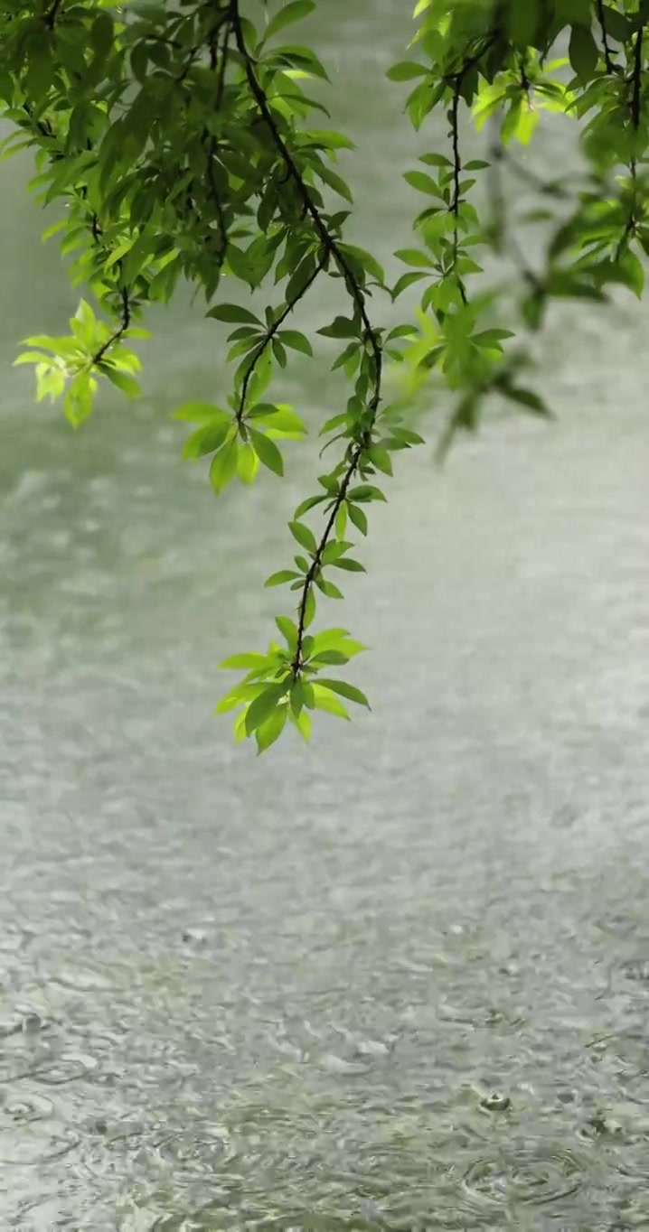 （慢镜）下雨天雨水落在湖面上竖版竖屏视频素材