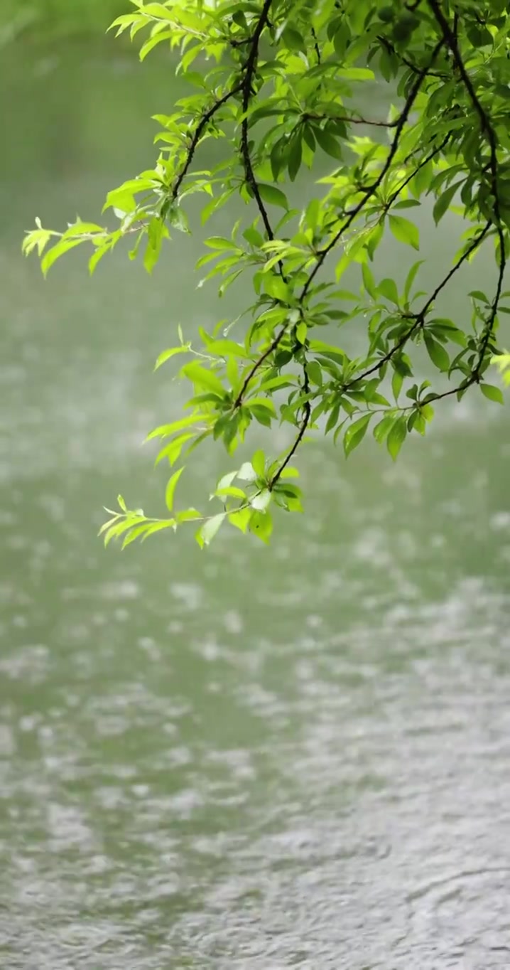 （慢镜）下雨天雨水落在湖面上竖版竖屏视频素材