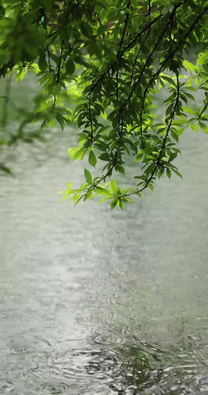 （慢镜）下雨天雨水落在湖面上竖版竖屏视频素材