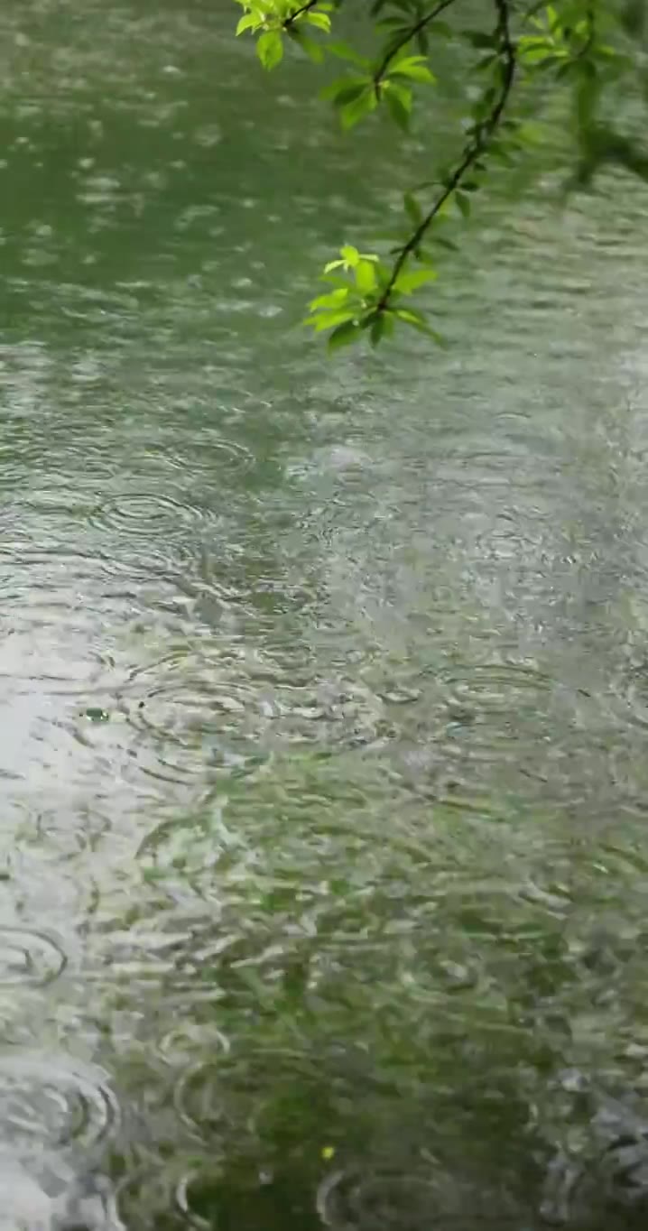 （慢镜）下雨天雨水落在湖面上竖版竖屏视频素材