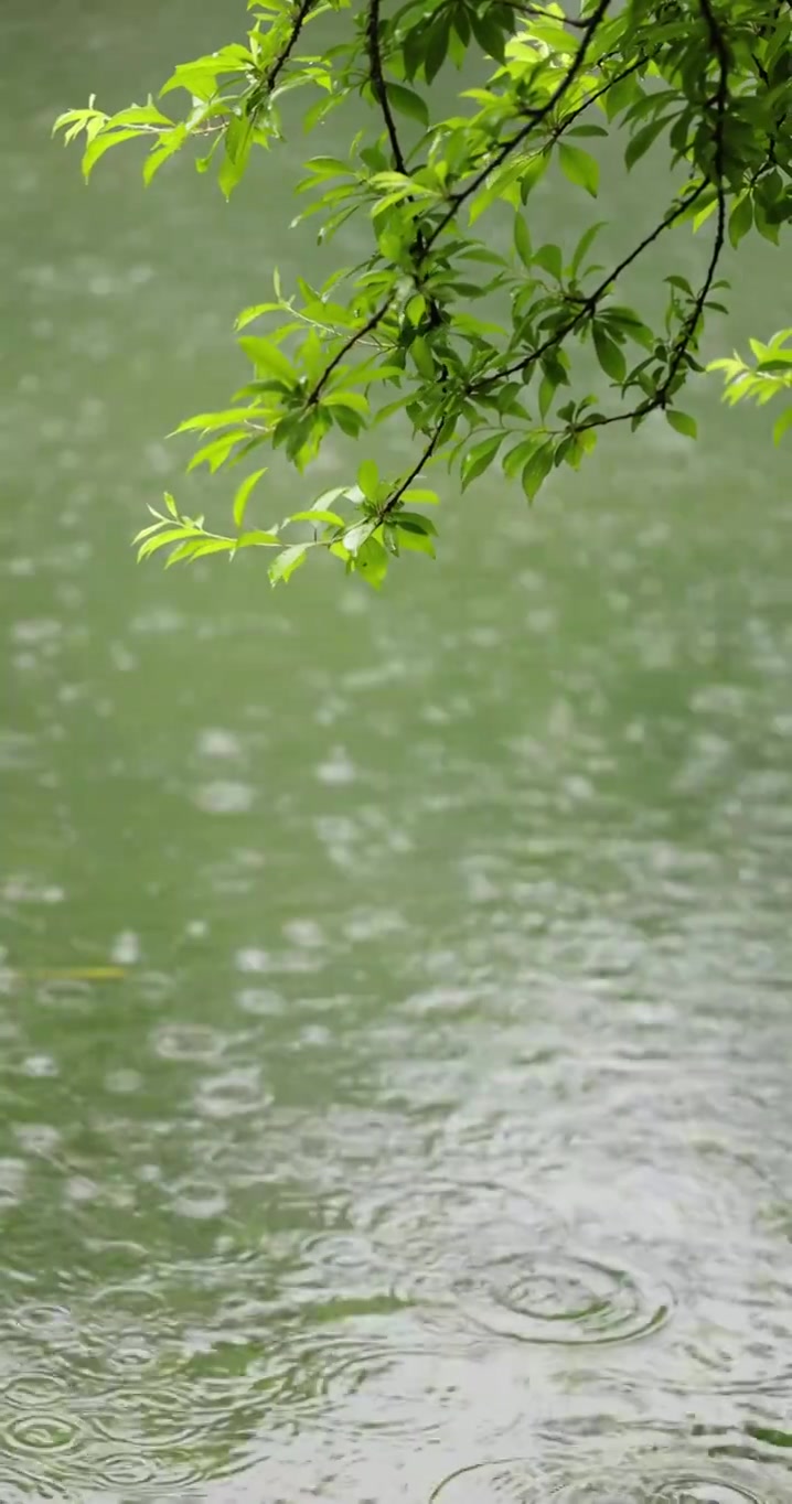 （慢镜）下雨天雨水落在湖面上竖版竖屏视频素材