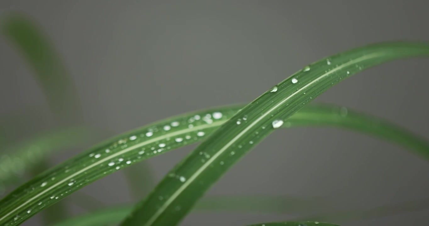 下雨天挂着水珠的绿叶清新唯美视频素材