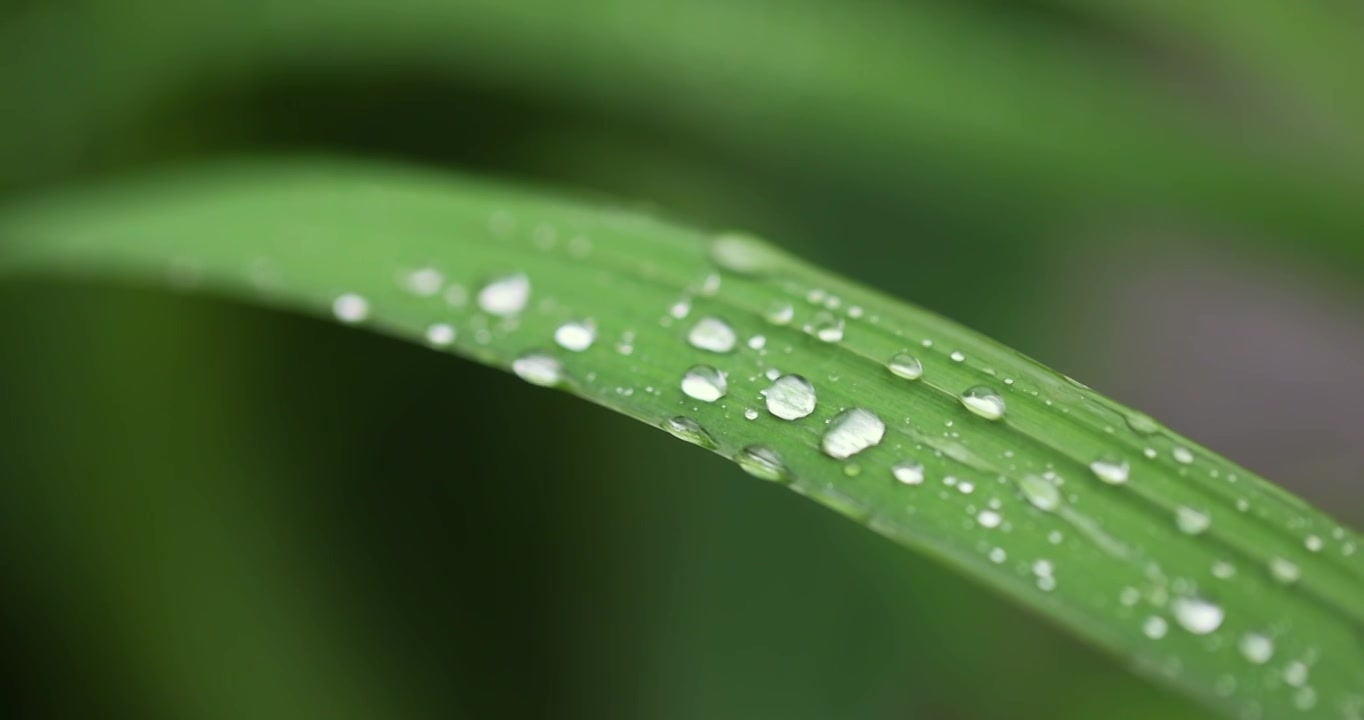 下雨天挂着水珠的绿叶清新唯美视频素材