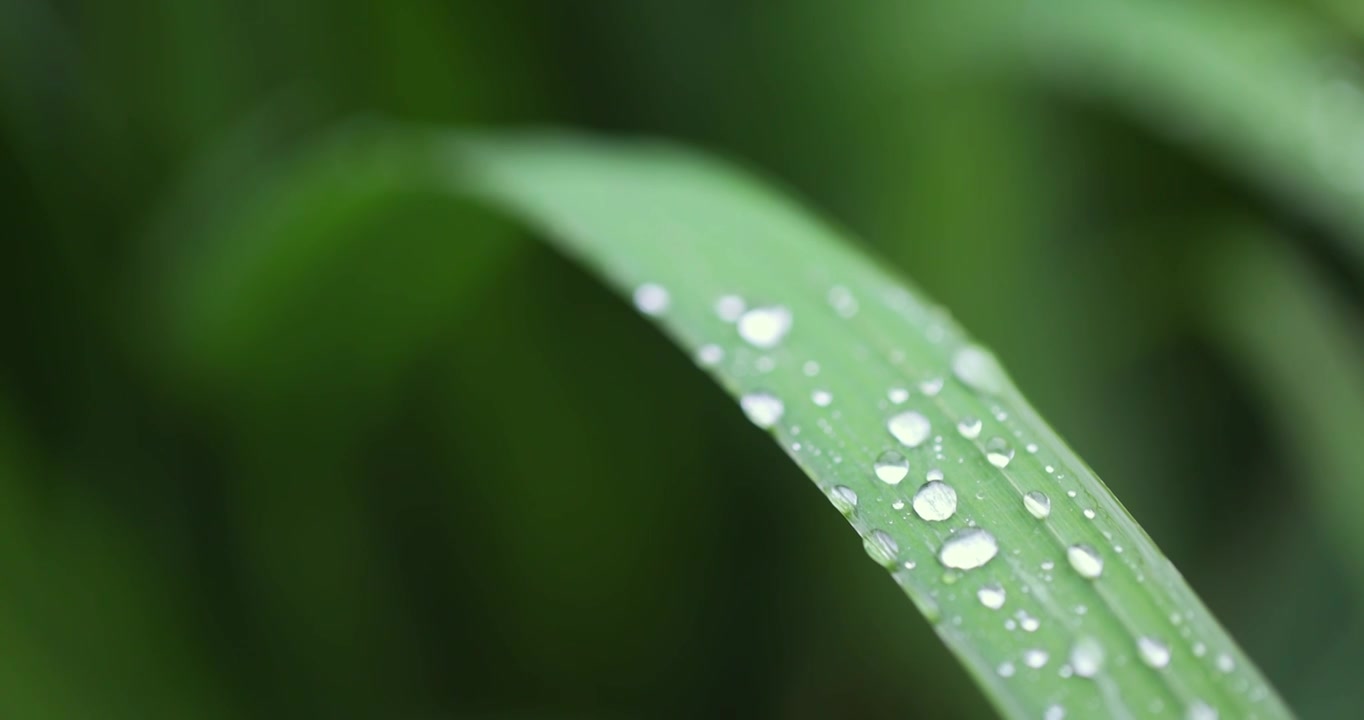 下雨天挂着水珠的绿叶清新唯美视频素材