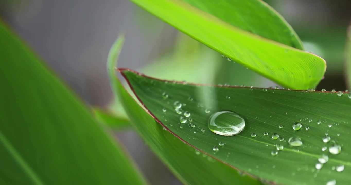 下雨天挂着水珠的绿叶微距特写清新唯美视频素材