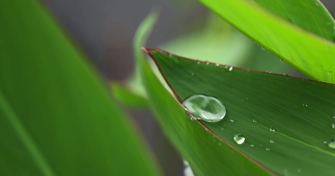 下雨天挂着水珠的绿叶微距特写清新唯美视频素材