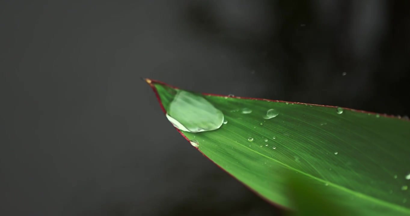 下雨天挂着水珠的绿叶微距特写清新唯美视频素材