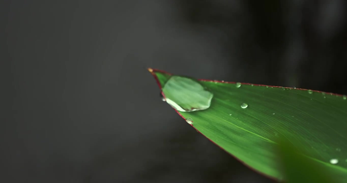 下雨天挂着水珠的绿叶微距特写清新唯美视频素材