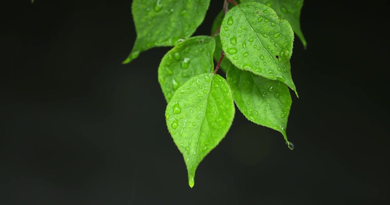 （慢镜）下雨天挂着水珠的绿叶微距特写视频素材