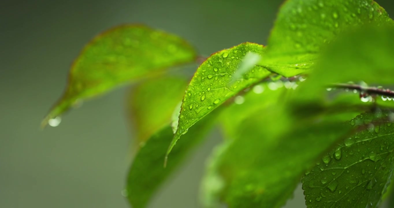 （慢镜）下雨天挂着水珠的绿叶微距特写视频素材